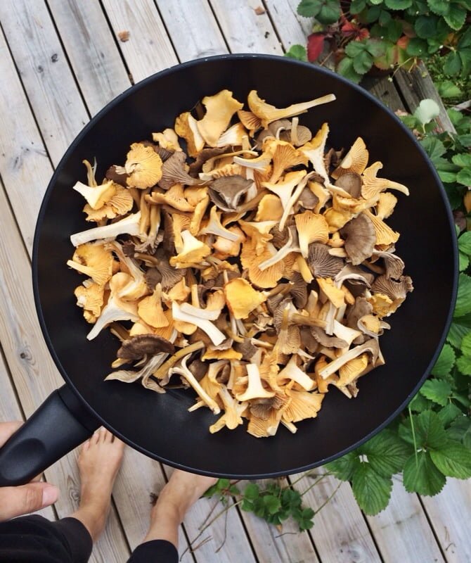 svampsoppa trattkantareller